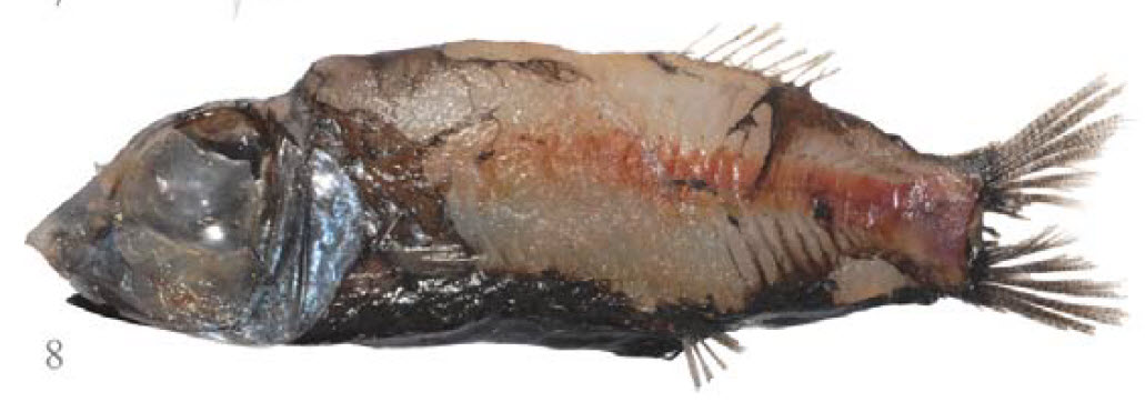 Opisthoproctus soleatus_03.jpg